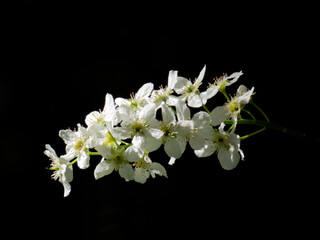 Sprig of blooming bird cherry with white flowers on a dark background close-up