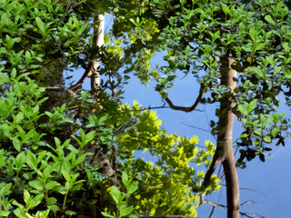 Green leaves of aquatic plants sticking out of water and reflection of trees with green spring foliage