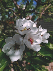 Obraz premium apple flowers