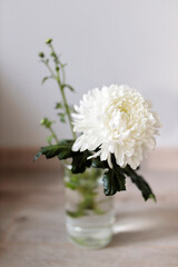 Large white chrysanthemum in a transparent glass vase, which stands on a table.