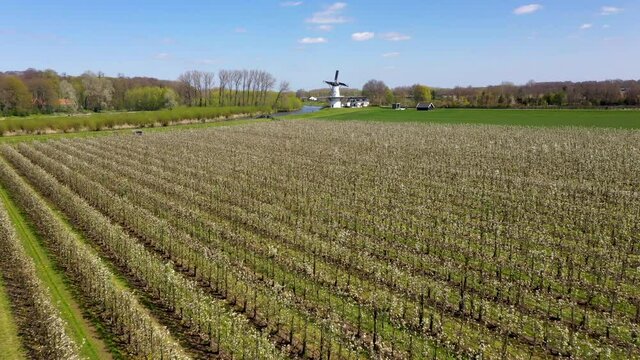 Field of fruit trees in white blossom with white windmill