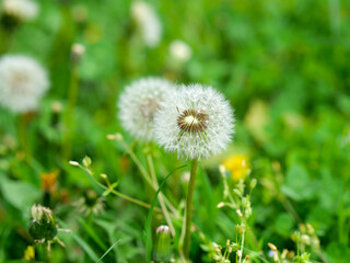 Dandelion blowball with seed heads on green meadow