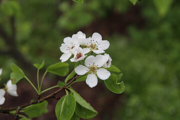 apple tree flower