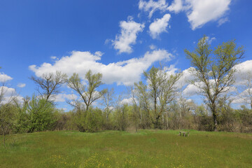 spring meadow in forest
