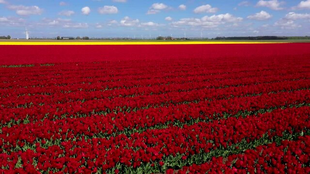 Colorfull tulip flower field from above
