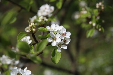 apple tree flower