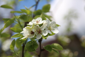 apple tree flower