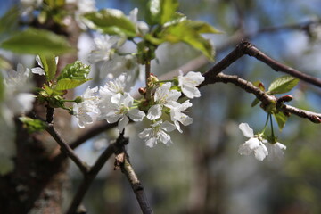 apple tree flower