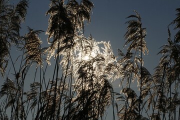 Old Reed in backlight