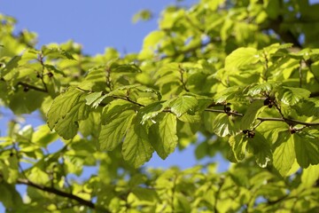 Leaves of the Persian ironwood tree, Parrotia persica