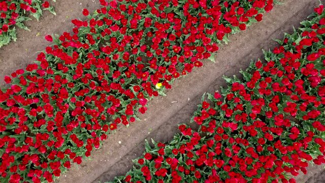 Colorfull tulip flower field from above