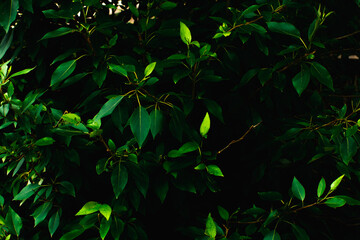 background of the leaves of the tree. rainforest