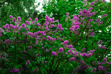 Fototapeta premium a green bush with purple lilac flowers. spring flowers