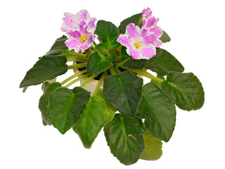 Pink Flowers with A White Border and Blue Spots Are Decorated with A Hybrid Uzambara Violet Plant. Cut On White Background