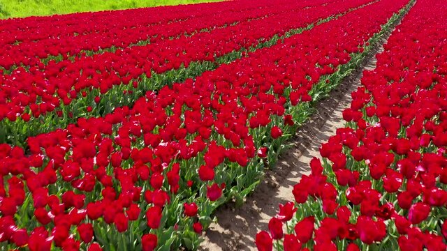 Colorfull tulip flower field from above