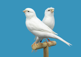 White canary bird perched in softbox