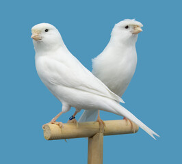 White canary bird perched in softbox