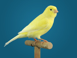 Yellow canary bird perched in softbox