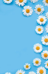 Flowers composition. Chamomile flowers on blue background. Spring, summer concept. Flat lay, top view, copy space. Beautiful flower pattern. Closeup.