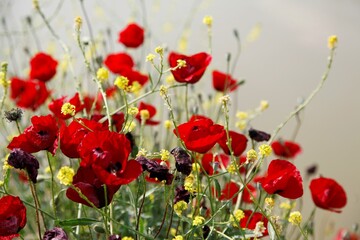 Naklejka premium red poppy flowers blooming in summer