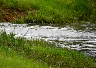 grass in the water