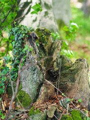 moss on tree