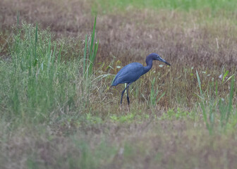 blue heron ardea cinerea