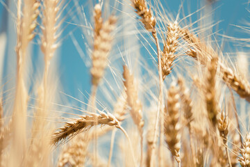 Fototapeta premium Close up of golden wheat field. Agricultural concept.