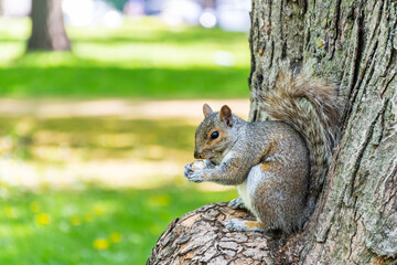 Beautiful view wild eastern gray squirrel eating an almond in Lafontaine park, Montreal, Canada