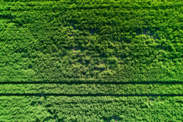 Top view of tractor tracks in green wheat field. Young grain growing in may. Aerial view. From above.