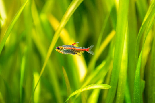 tetra growlight (Hemigrammus Erythrozonus) isolated in a fish tank with blurred background