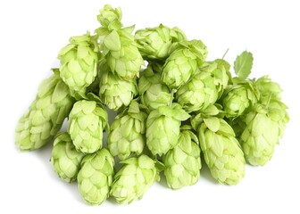 Hop cones.