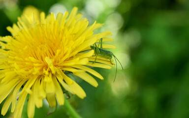 bee on dandelion