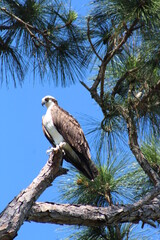 Osprey bird in a tree looking to the side
