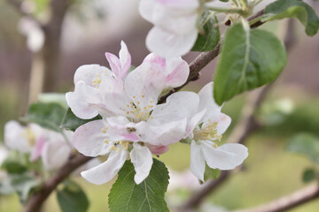 tree blossom