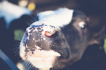 Cow looking crazy at camera 2