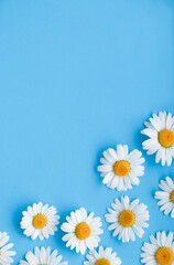 Flowers composition. Chamomile flowers on blue background. Spring, summer concept. Flat lay, top view, copy space. Beautiful flower pattern. Closeup.