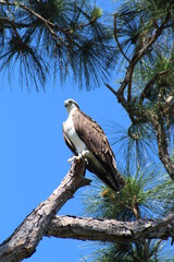 Osprey bird in a tree looking to the side