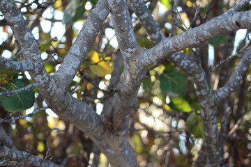 Close up crossing tree brances