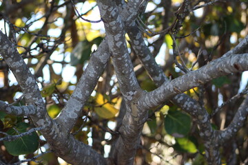 Close up crossing tree brances