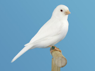 White canary bird perched in softbox