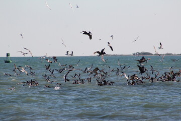 Shore birds flying over the beach water