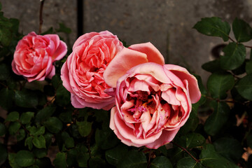 Rosas