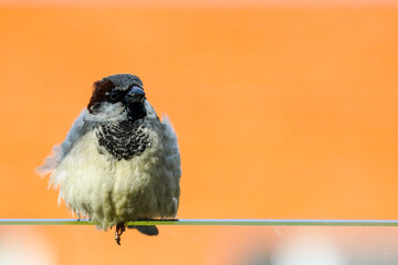 gray sparrow with a black head on an orange background