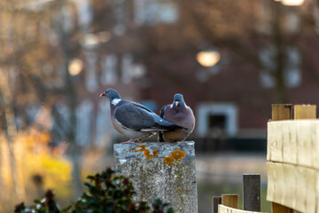 pigeon in the park