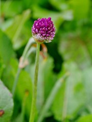 Lila Blüte im grünen Frühling