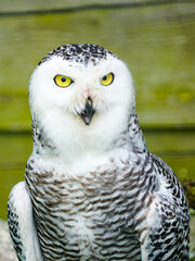 A frontal portrait of a passive Snowy Owl with yellow eyes