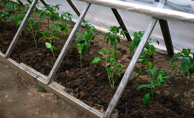 young seedling tomato in a greenhouse in spring