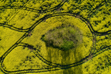 Many tractor tracks in the rape field. Group of trees in agriculture. Aerial view. Top view.