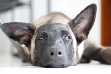 Belgian Malinois dog lying on the floor with a white background